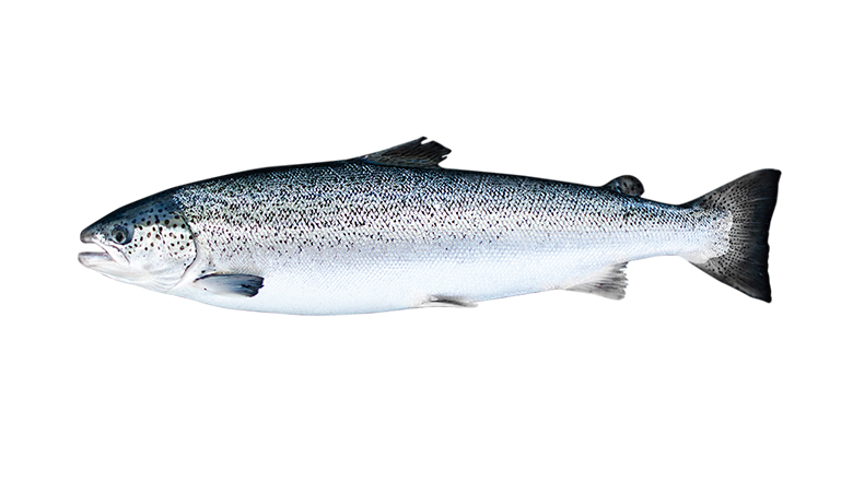 Atlantic Salmon