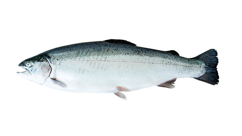 Steelhead Trout